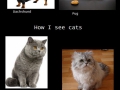 Dogs_And_Cats4810