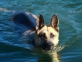 Swimming GSD.jpg