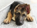 german-shepherd-dog-puppy.jpg