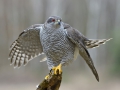 Goshawk