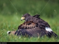 Harris Hawk